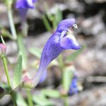 Scutellaria siphocampyloides 花