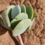 Cotyledon barbeyi Leaf