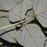 Erythrina globocalyx Frunză