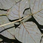 Erythrina globocalyx Foglia