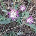 Centaurea seridis 花