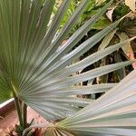 Pritchardia martii Hoja