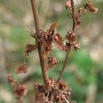 Rumex obtusifolius Fruit