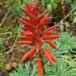 Aloe arborescensBloem