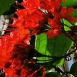 Clerodendrum splendens Λουλούδι