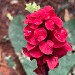 Amasonia lasiocaulos Цвят