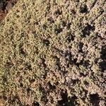 Salsola vermiculata عادت داشتن