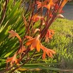 Watsonia meriana Virág
