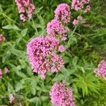 Centranthus ruber Blomma