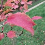 Pyrus ussuriensis Leaf