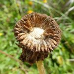 Helenium bolanderi