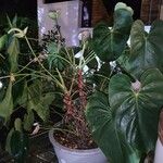 Anthurium nymphaeifolium Frunză