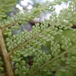 Dicksonia munzingeri Fruit