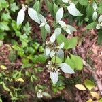 Pycnanthemum incanum Leht