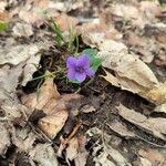 Viola rivinianaFlower