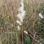 Bothriochloa barbinodisVirág