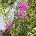 Phlox pilosa Květ