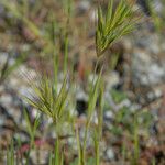 Bromus rubens অভ্যাস