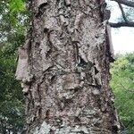 Araucaria hunsteinii Bark