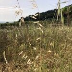 Avena sterilis Fruit