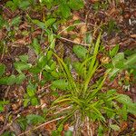 Carex digitata Листок