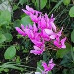 Cyclamen repandum Квітка