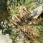 Dianthus rupicola Leaf