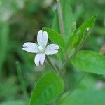 Epilobium roseum 花