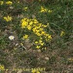 Morisia monanthos Hábito