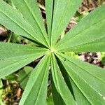 Lupinus perennis Blad