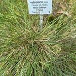 Festuca valesiaca Yaprak