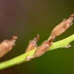 Liparis elegans Fruit