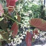 Begonia convallariodora Hoja