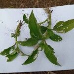 Commelina benghalensis Φύλλο