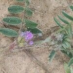 Astragalus sesameus Flower