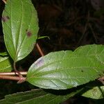 Heterocondylus vitalbae Hoja