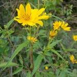 Bidens aristosa Leaf