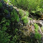 Epilobium luteum Habitat