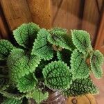 Pilea mollis ᱥᱟᱠᱟᱢ