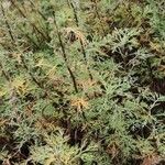 Artemisia abrotanum Rinde