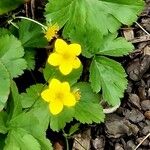 Waldsteinia ternata Çiçek