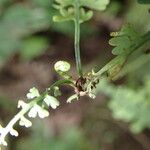 Asplenium dregeanum Yaprak