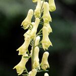 Aconitum lycoctonum 花