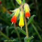 Onosma frutescens 花