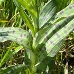 Dactylorhiza maculata Costuma