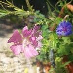 Malva thuringiaca Flor