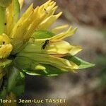 Gentiana × marcailhouana Blüte