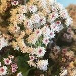 Ageratina adenophora Цвят