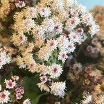 Ageratina adenophora 花