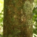 Elvasia elvasioides Bark